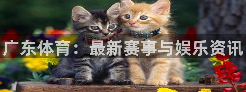 178直播体育官网